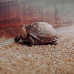The Art of Slowing Down and What Britain Can Learn from Doing Less