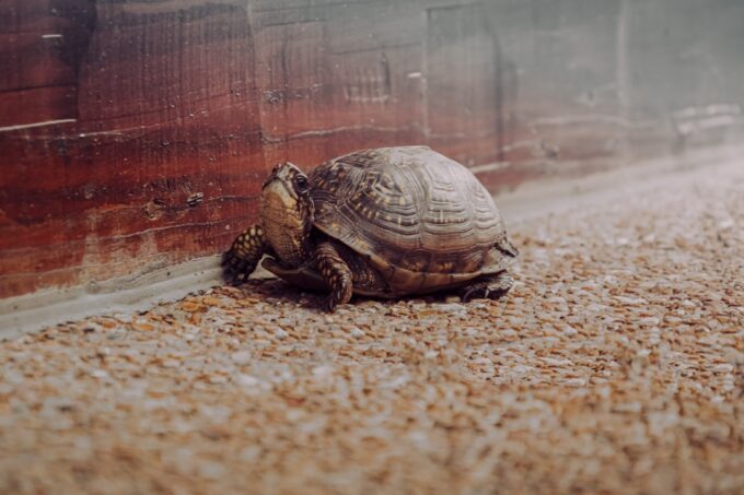 The Art of Slowing Down and What Britain Can Learn from Doing Less