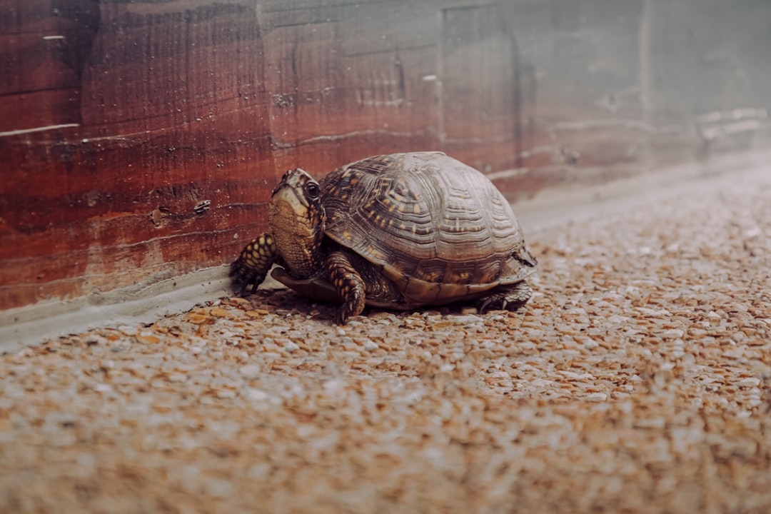 The Art of Slowing Down and What Britain Can Learn from Doing Less