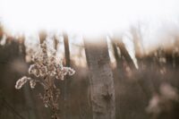 The Return to Nature and Why More People Are Seeking the Outdoors